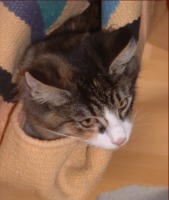 Tiffany, eingewicklet in einen Teppich
