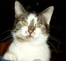 Timmy schaut so aus, als ob er immer l�cheln w�rde