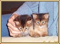Akira und Ayanna - die beiden wildfarbenen Kitten