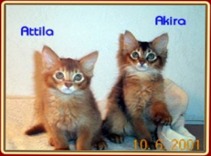 Attila und Akira