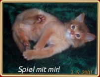 Attila ist zum Spielen aufgelegt.
