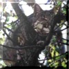 Jessy im Baum