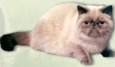Als kurzhaarige Verwandte der Perserkatze hat sie auch deren charakterlichen Eigenschaften geerbt