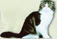 Sie ist ist eine gesellige und friedliebende Katze