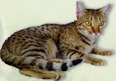 Trotz ihres wilden Aussehens ist sie ein sehr z�rtliche und anh�ngliche Katze