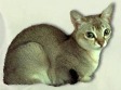 Sie ist eine sanfte, liebevolle und anh�ngliche Katze