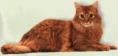 Sie ist eine sehr intelligente, aktive und spielfreudige Katze, die gern um Kinder ist