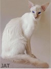 Balinese lilac-tabby-point