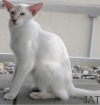Balinese lilac-tabby-point