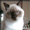 BKH-Kater, chocolate-point