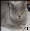 BKH-Kater, blue