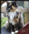 Maine Coon - Tortie weiss