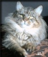 Maine Coon (urspr�nglicher Typ, nicht der heutige Showtyp)  Kater 2,5 Jahre alt black-tabby-mackerell 