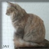 T�rkisch Angora - blue torbie mc