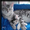 T�rkisch Angora - black-silver tabby